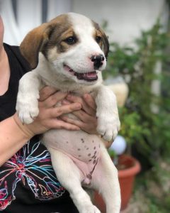 Maya a brown and white rescue dog | 1 dog at a time rescue UK