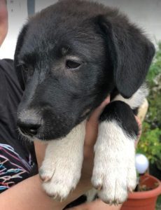 Orla a black and white rescue dog | 1 dog at a time rescue UK