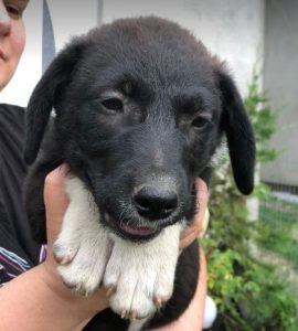 Orla a black and white rescue dog | 1 dog at a time rescue UK