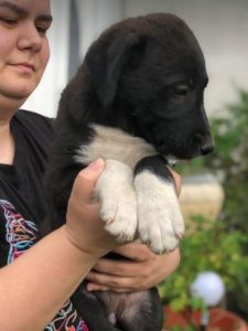 Orla a black and white rescue dog | 1 dog at a time rescue UK