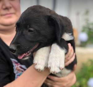 Orla a black and white rescue dog | 1 dog at a time rescue UK