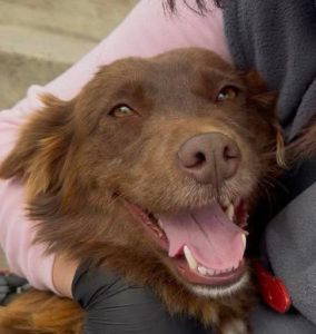 Pixie a brown rescue dog | 1 dog at a time rescue UK