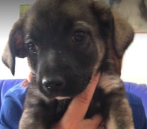 Rosa a black and brown rescue dog | 1 dog at a time rescue UK