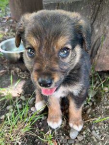 Chester a tan and black rescue dog | 1 dog at a time rescue UK