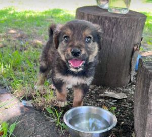 Chester a tan and black rescue dog | 1 dog at a time rescue UK