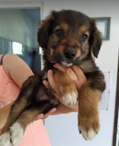 Chester a tan and black rescue dog | 1 dog at a time rescue UK