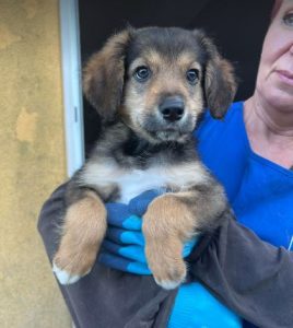 Chester a tan and black rescue dog | 1 dog at a time rescue UK