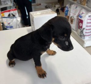 Evie a black and tan rescue dog | 1 dog at a time rescue UK