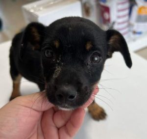 Evie a black and tan rescue dog | 1 dog at a time rescue UK