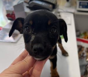 Evie a black and tan rescue dog | 1 dog at a time rescue UK