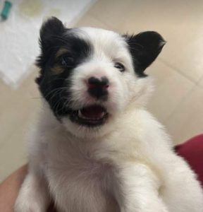 Gracie a black and white rescue dog | 1 dog at a time rescue UK