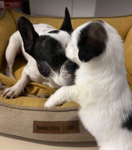 Gracie a black and white rescue dog | 1 dog at a time rescue UK