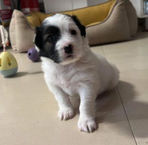 Gracie a black and white rescue dog | 1 dog at a time rescue UK