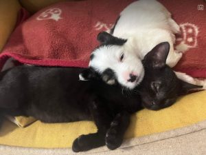 Gracie a black and white rescue dog | 1 dog at a time rescue UK