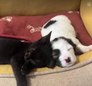 Gracie a black and white rescue dog | 1 dog at a time rescue UK