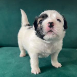 Gracie a black and white rescue dog | 1 dog at a time rescue UK