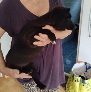 Jersey a black rescue dog | 1 dog at a time rescue UK