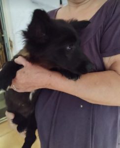 Jersey a black rescue dog | 1 dog at a time rescue UK