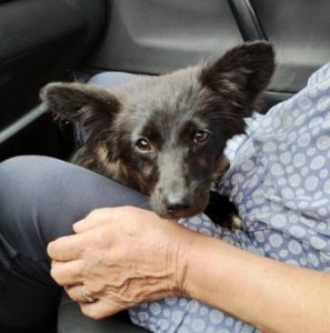 Jersey a black rescue dog | 1 dog at a time rescue UK