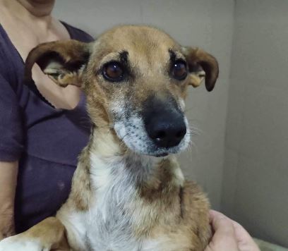 Penny a tan and white rescue dog 1_1 dog at a time rescue UK Penny a tan and white rescue dog | dog at a time rescue UK