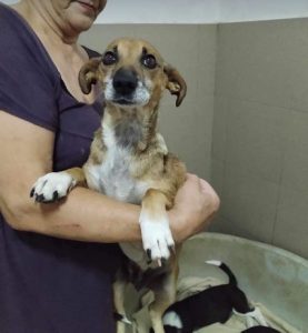 Penny a tan and white rescue dog | dog at a time rescue UK