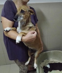 Penny a tan and white rescue dog | dog at a time rescue UK