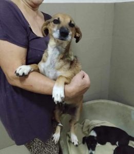 Penny a tan and white rescue dog | dog at a time rescue UK