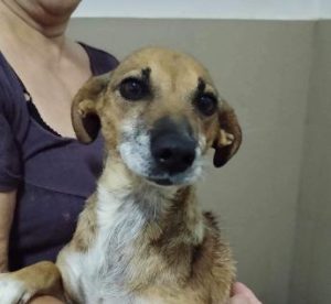 Penny a tan and white rescue dog | dog at a time rescue UK