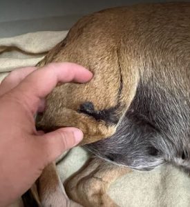 Penny a tan and white rescue dog | dog at a time rescue UK