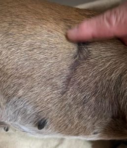 Penny a tan and white rescue dog | dog at a time rescue UK