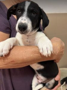 Perry a black and white rescue dog | 1 dog at a time rescue UK