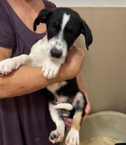 Perry a black and white rescue dog | 1 dog at a time rescue UK