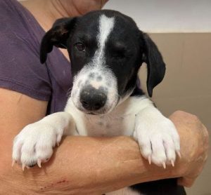 Perry a black and white rescue dog | 1 dog at a time rescue UK