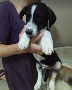 Perry a black and white rescue dog | 1 dog at a time rescue UK