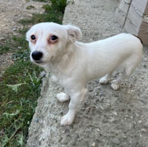 Elsie a white rescue dog | 1 dog at a time rescue UK