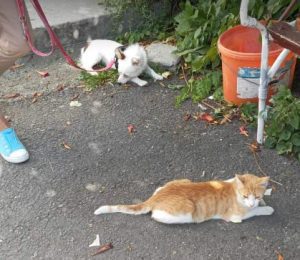 Elsie a white rescue dog | 1 dog at a time rescue UK