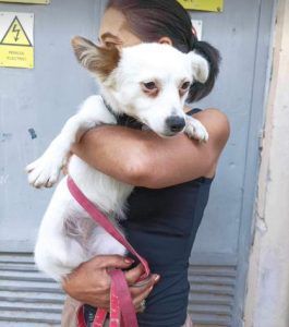 Elsie a white rescue dog | 1 dog at a time rescue UK