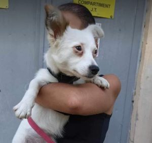 Elsie a white rescue dog | 1 dog at a time rescue UK