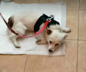 Elsie a white rescue dog | 1 dog at a time rescue UK