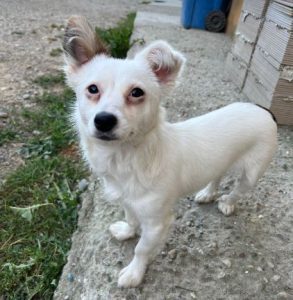 Elsie a white rescue dog | 1 dog at a time rescue UK