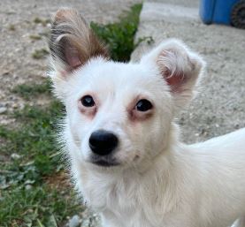 Elsie a white rescue dog 8_1 dog at a time rescue UK Elsie a white rescue dog | 1 dog at a time rescue UK