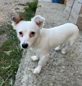 Elsie a white rescue dog | 1 dog at a time rescue UK