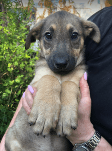 Pasha | 1 Dog at a Time Rescue UK