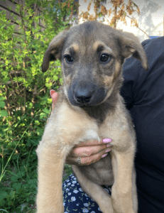 Pasha | 1 Dog at a Time Rescue UK