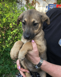 Pasha | 1 Dog at a Time Rescue UK