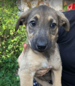 Pasha | 1 Dog at a Time Rescue UK