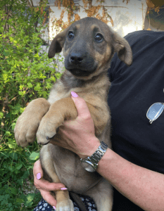 Pasha | 1 Dog at a Time Rescue UK