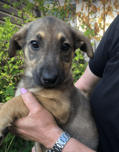 Pasha | 1 Dog at a Time Rescue UK