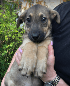 Pasha | 1 Dog at a Time Rescue UK