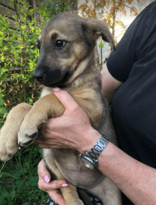 Pasha | 1 Dog at a Time Rescue UK
